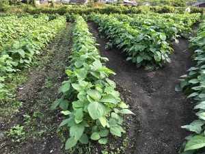 福山農園豆畑