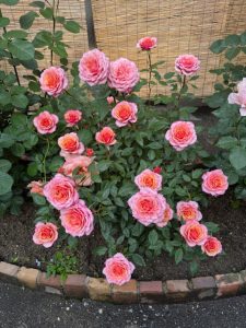 我が家の庭の咲くバラ