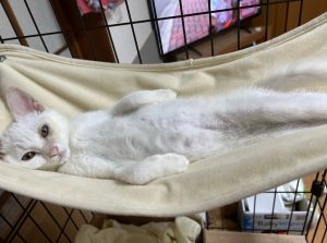 ちょっと南国気分