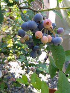 庭のブルーベリー