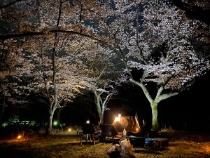 春 桜の下キャンプ