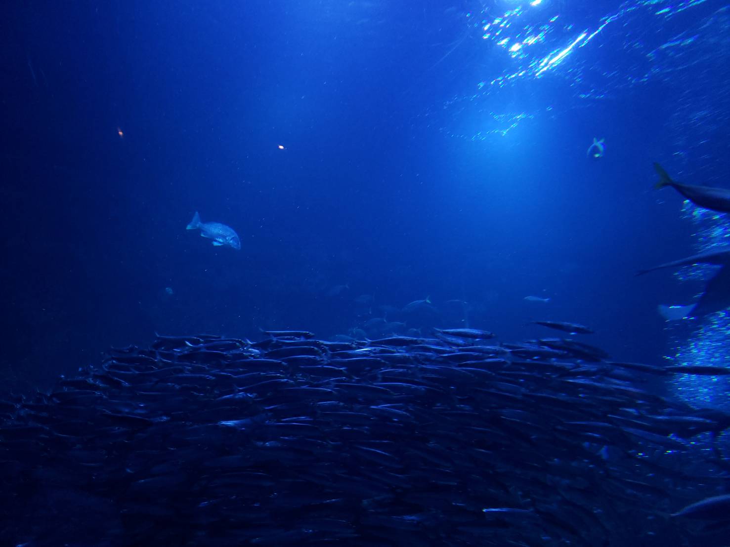 京都水族館