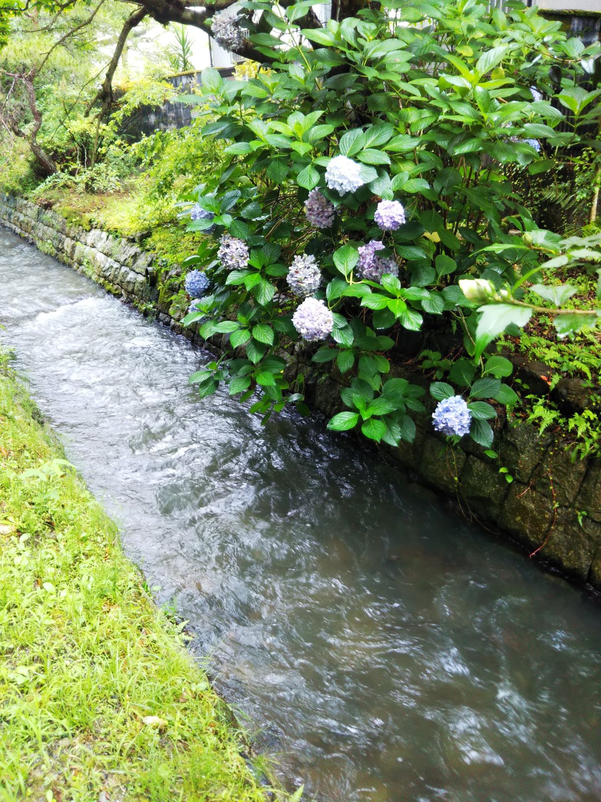 梅雨の終わりと榎