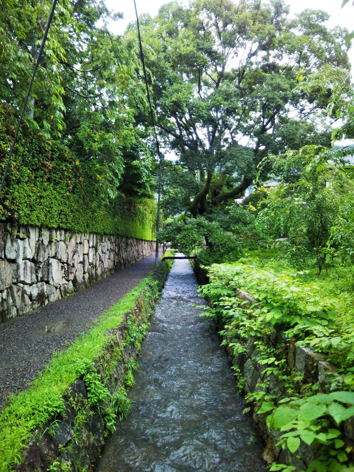 梅雨の終わりと榎