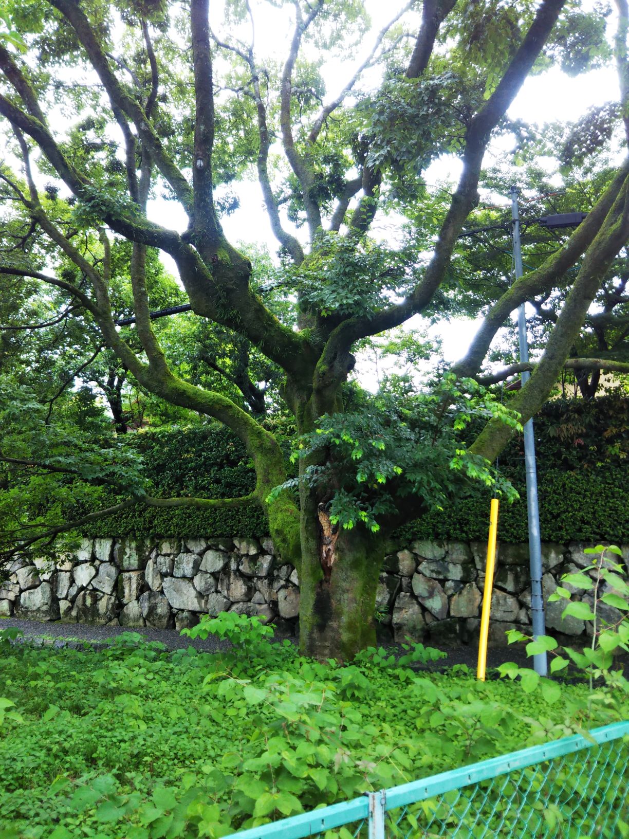 梅雨の終わりと榎