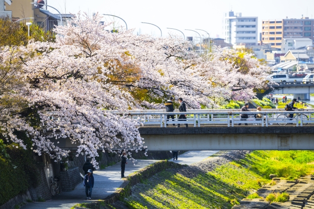 鴨川の桜