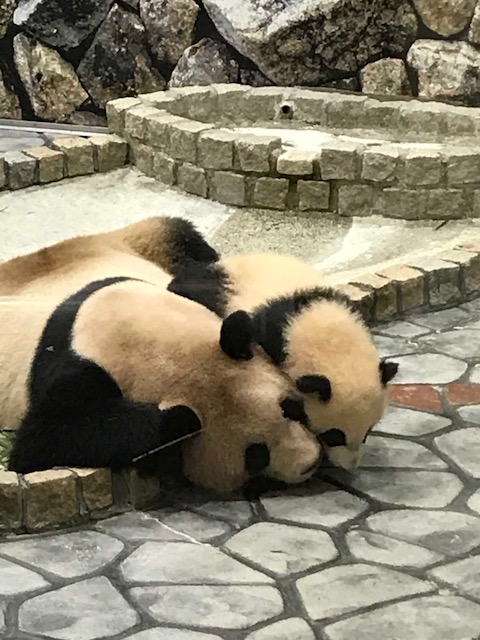 白浜　アドベンチャーワールド　パンダ