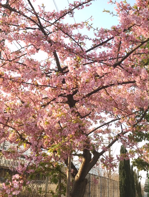 早咲きの桜