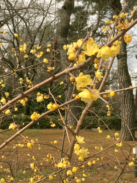 京都御所の蝋梅