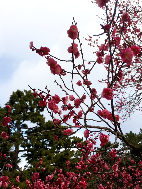 京都御所の梅の木