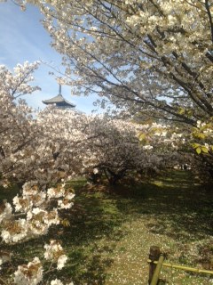 仁和寺桜１