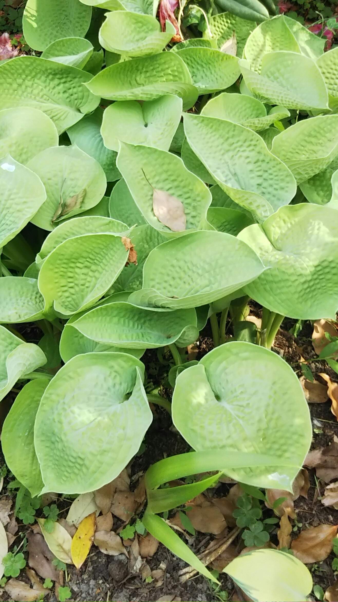 植物園