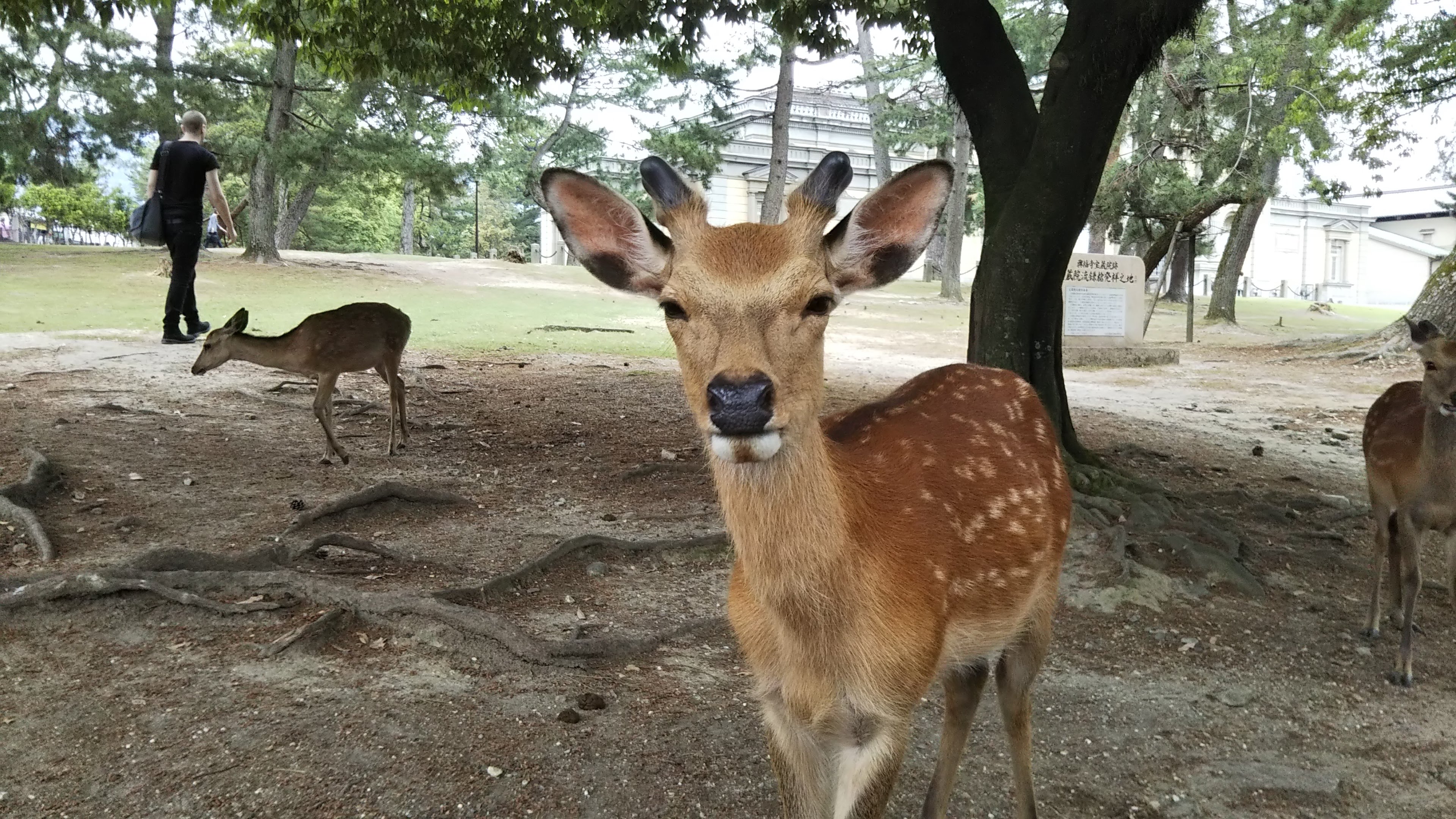 奈良公園