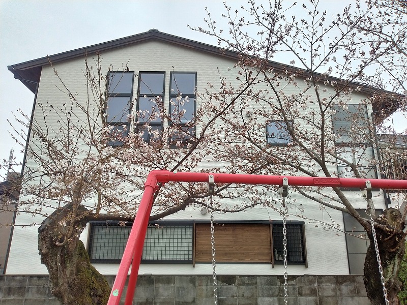 公園から写真、桜が咲き始め